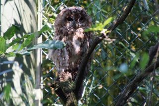 Strix aluco - Waldkauz